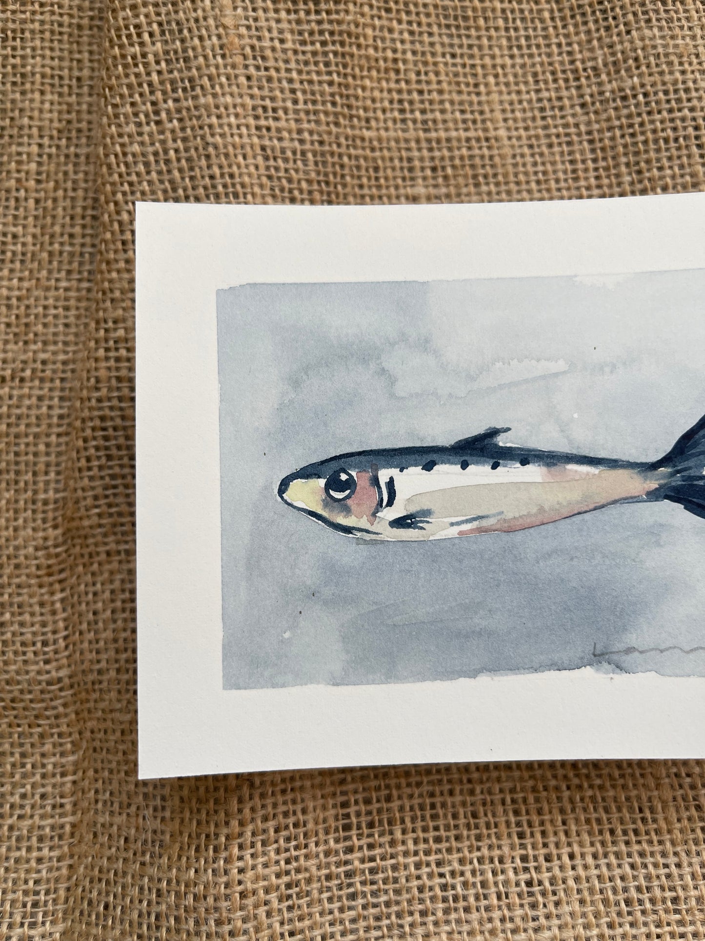 Sardine IV