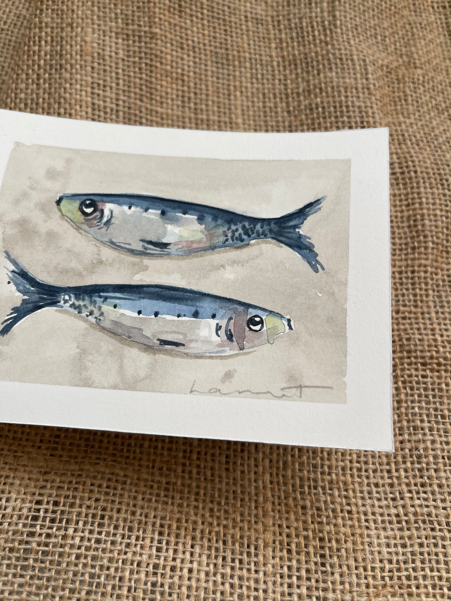 Sardine VII