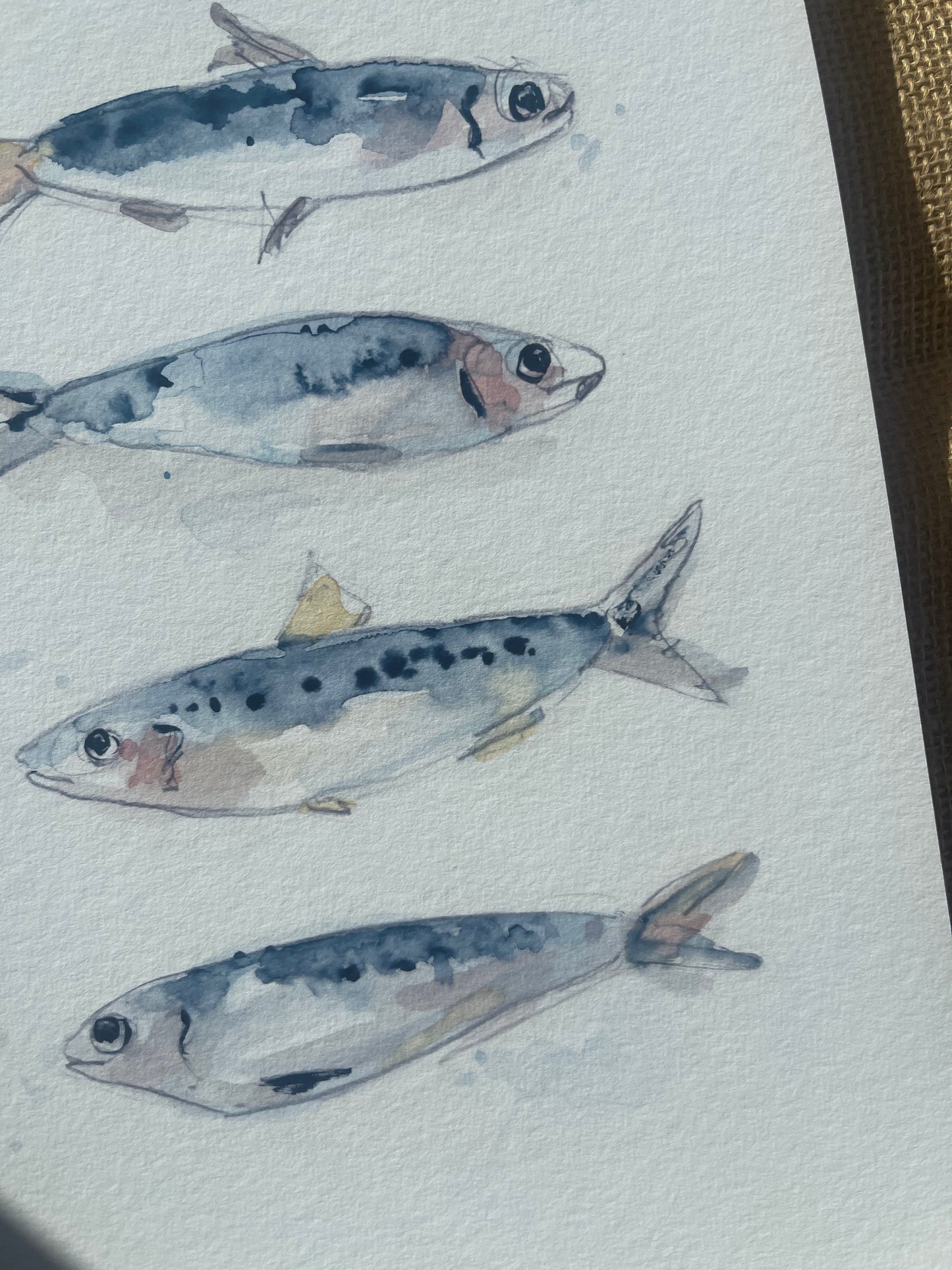 Shoal of Sardines