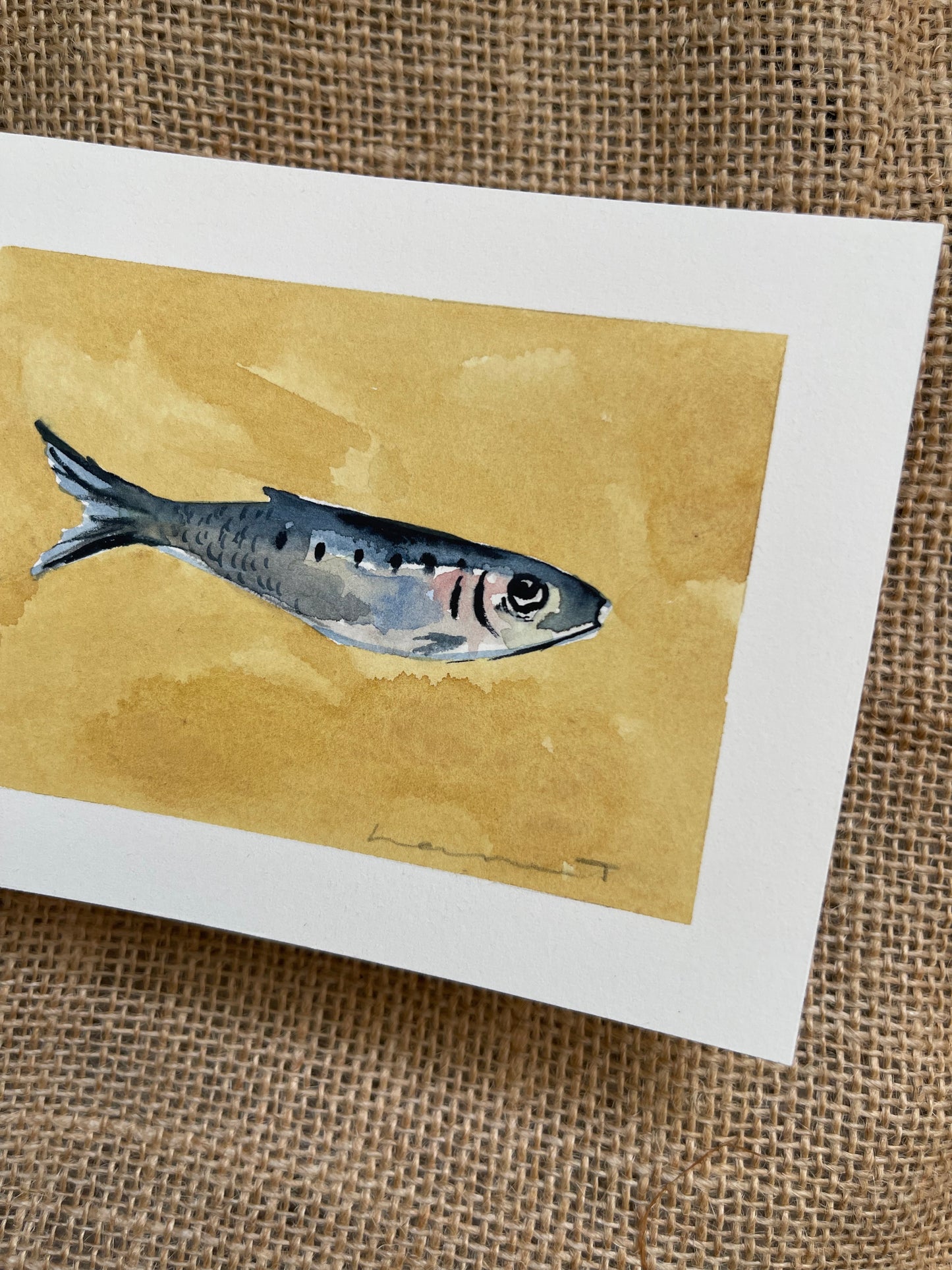 Sardine VIII