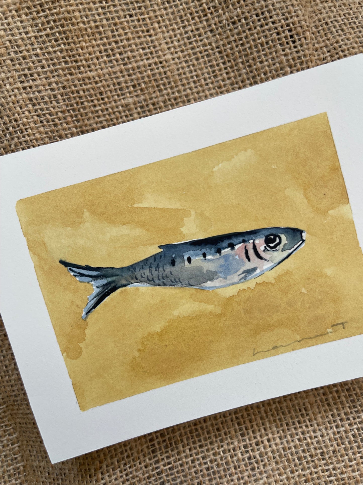 Sardine VIII