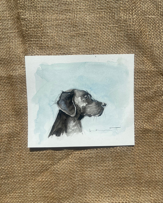 Black Labrador
