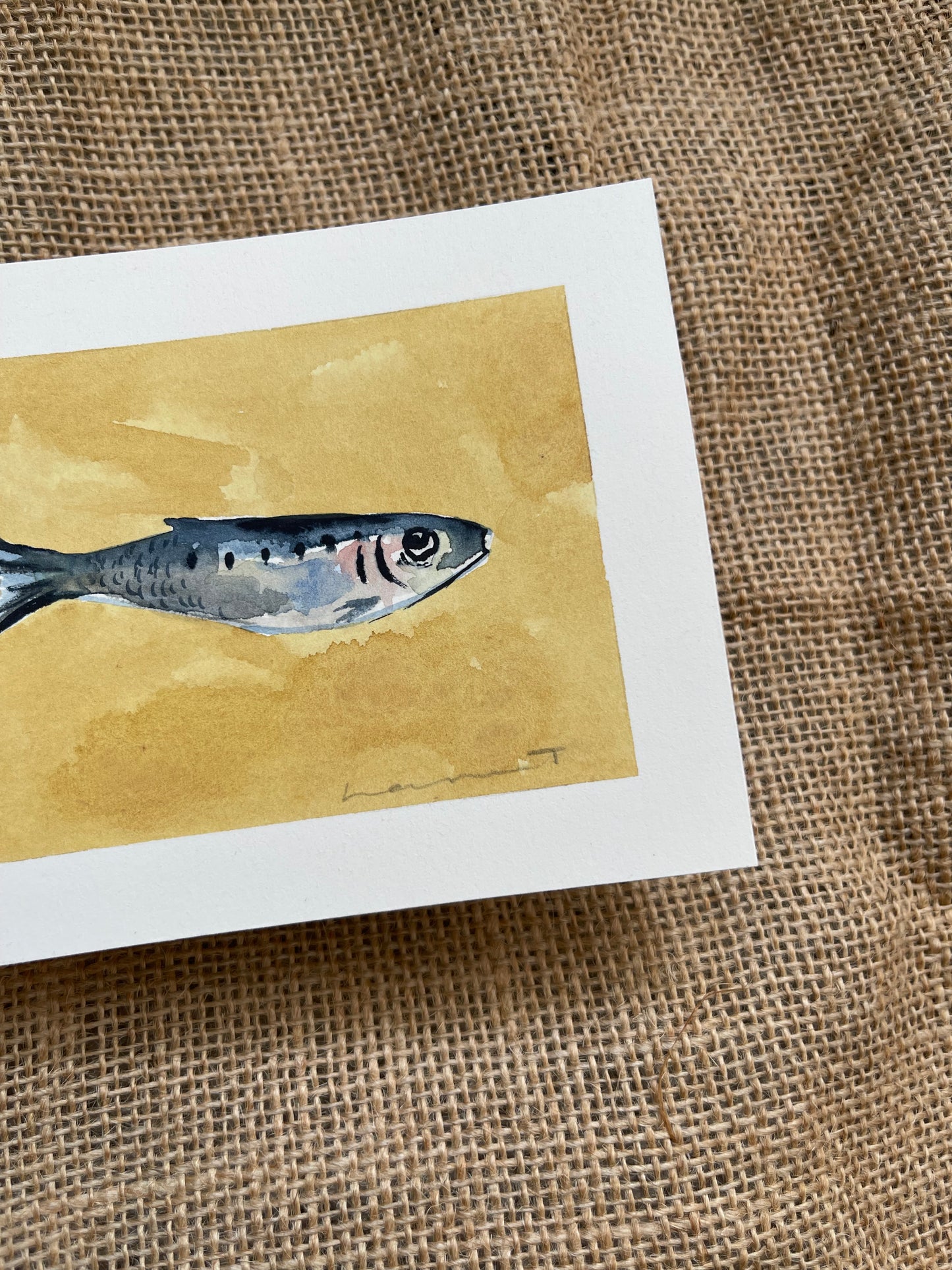 Sardine VIII