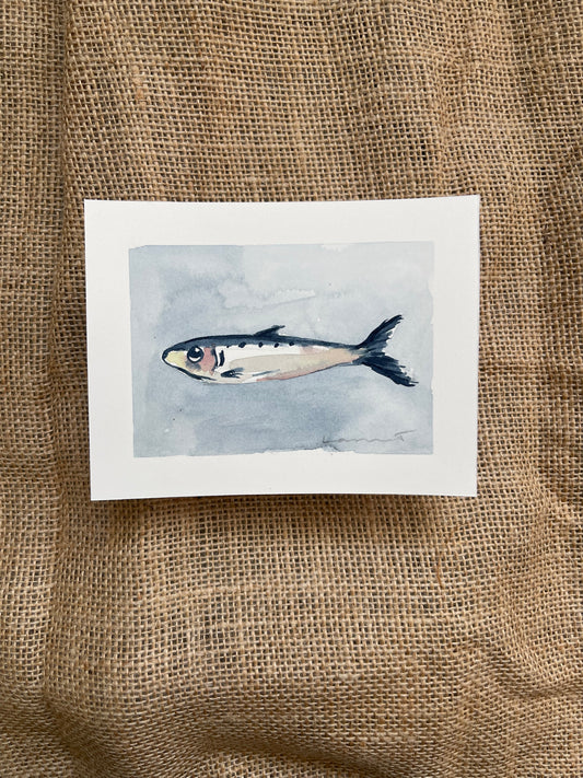 Sardine IV