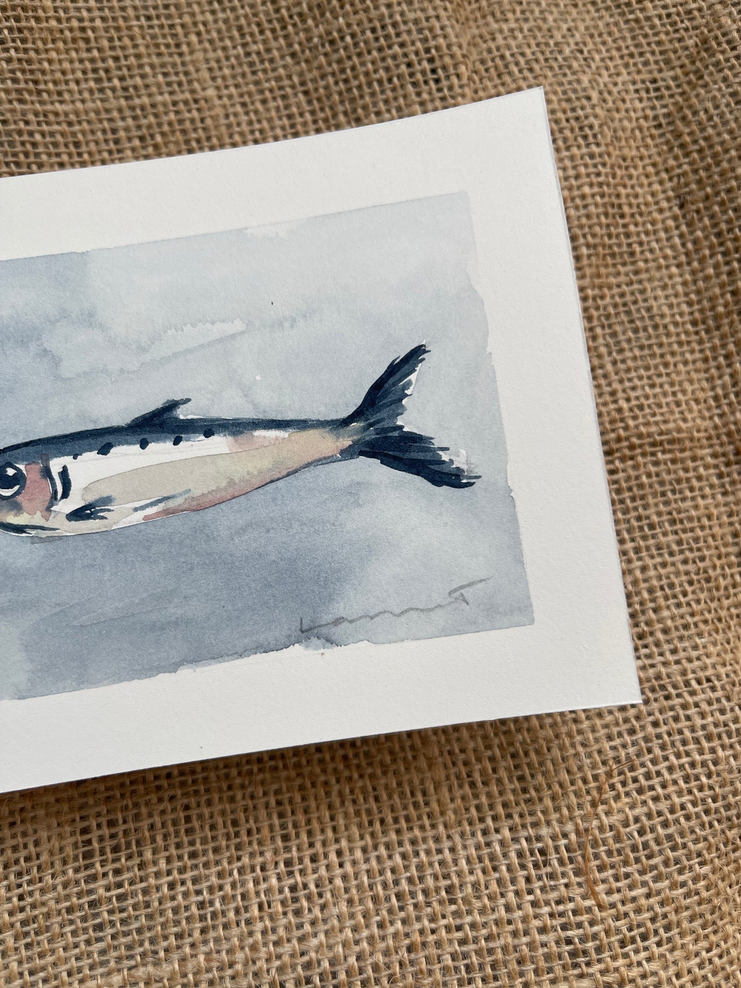Sardine IV