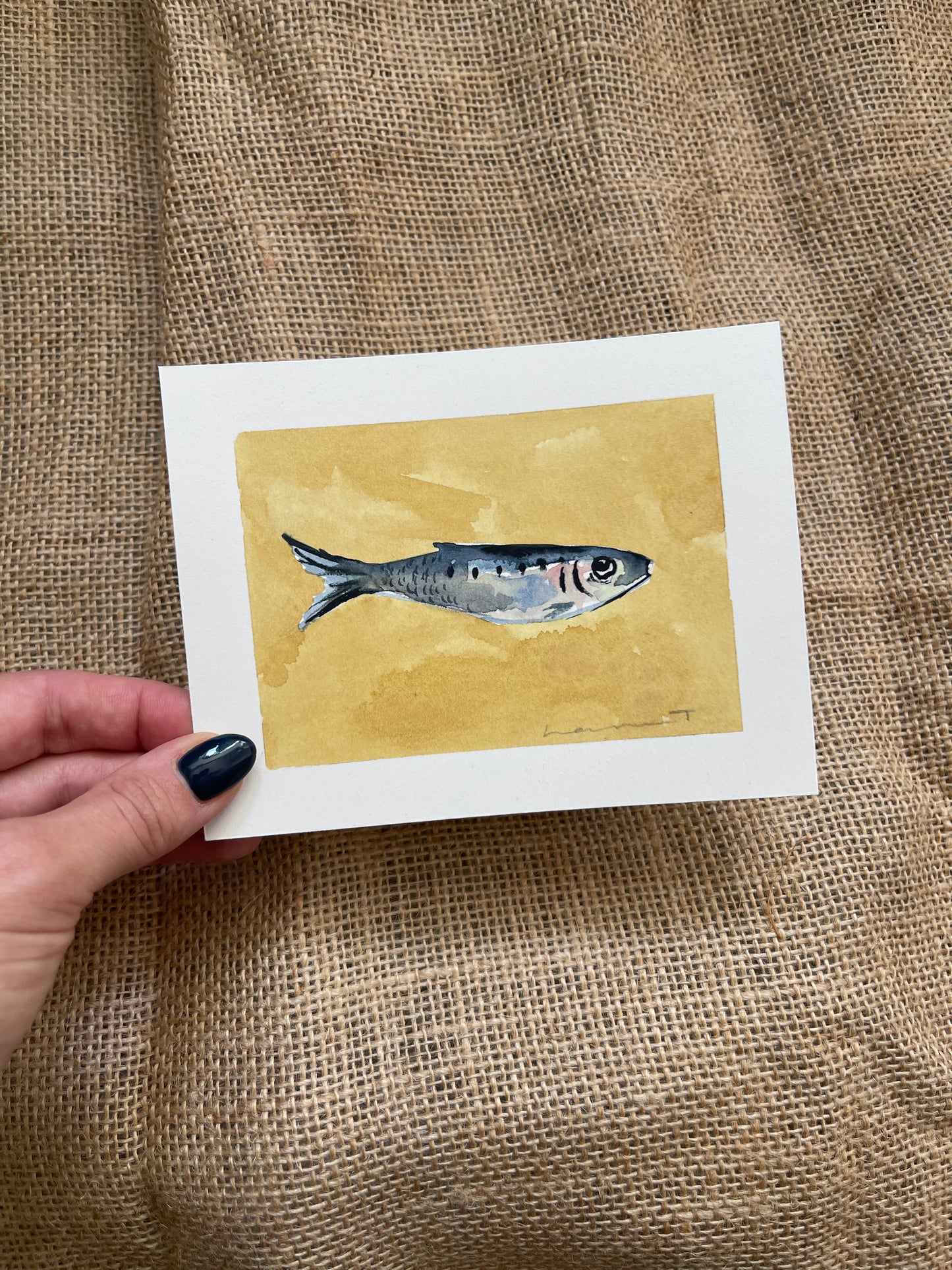 Sardine VIII