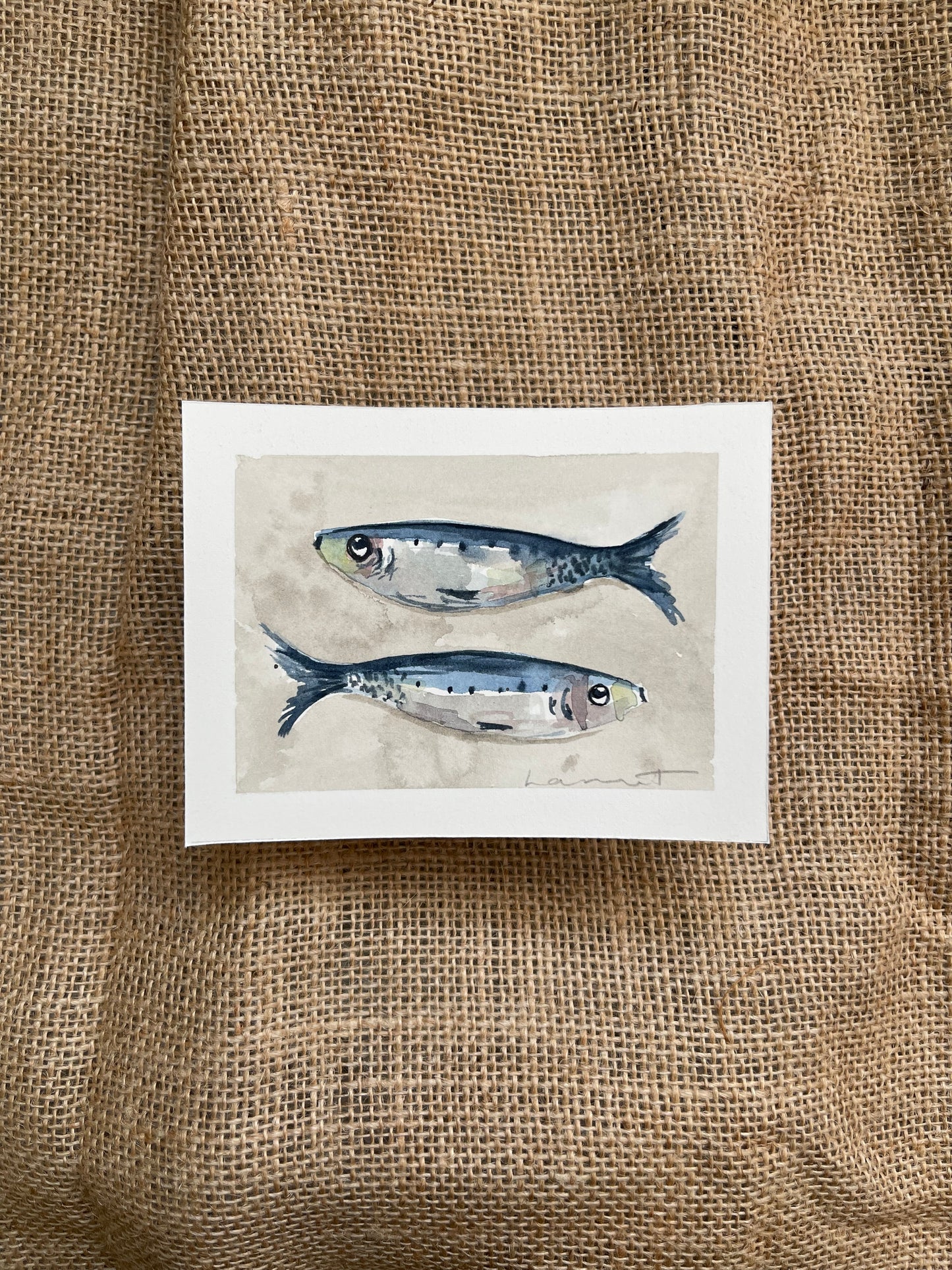 Sardine VII