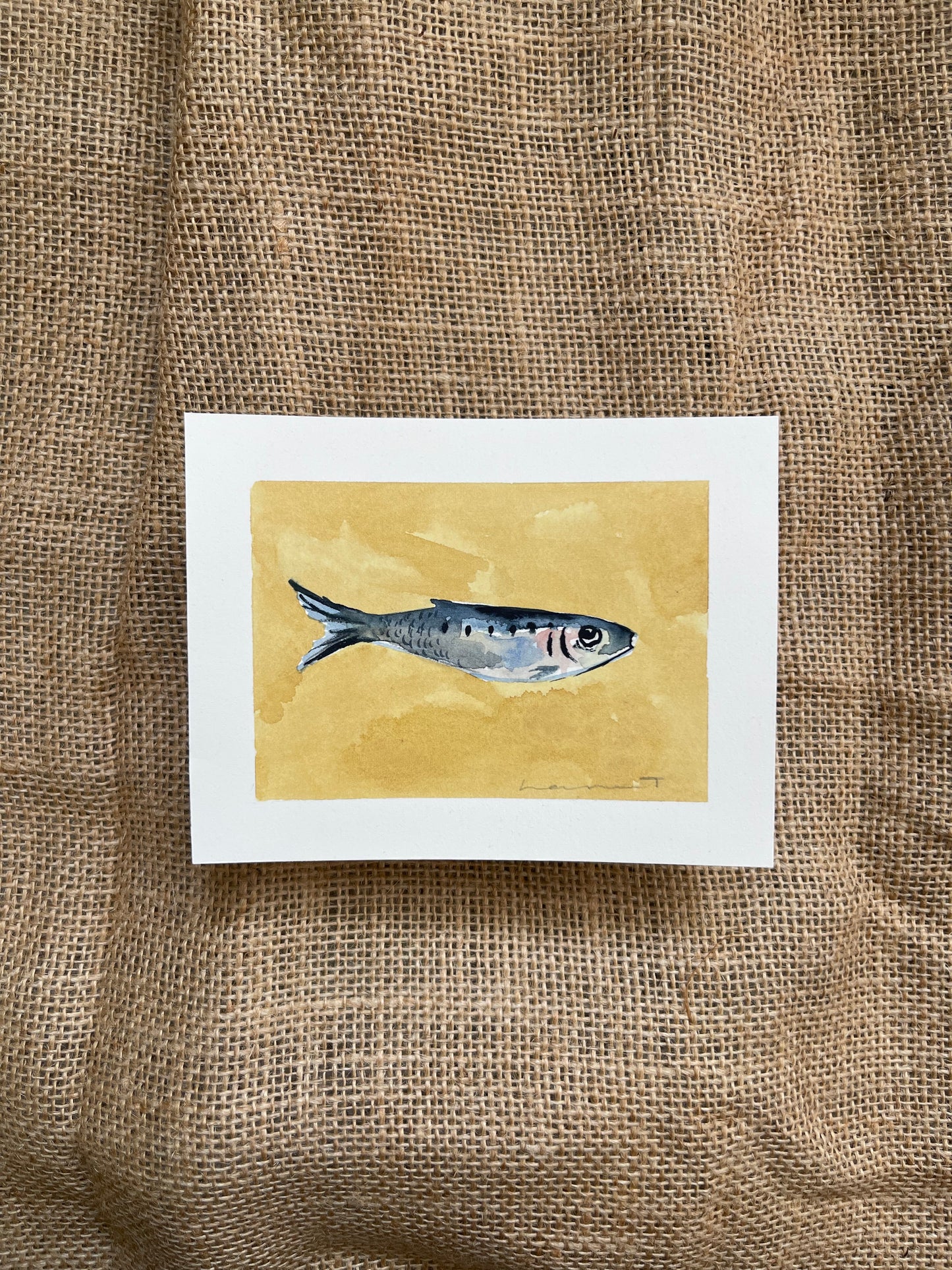 Sardine VIII