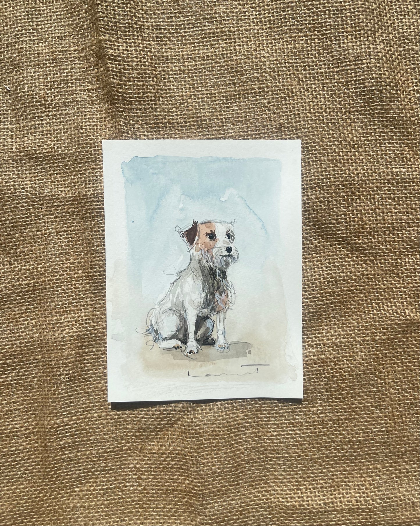 Jack Russel Terrier