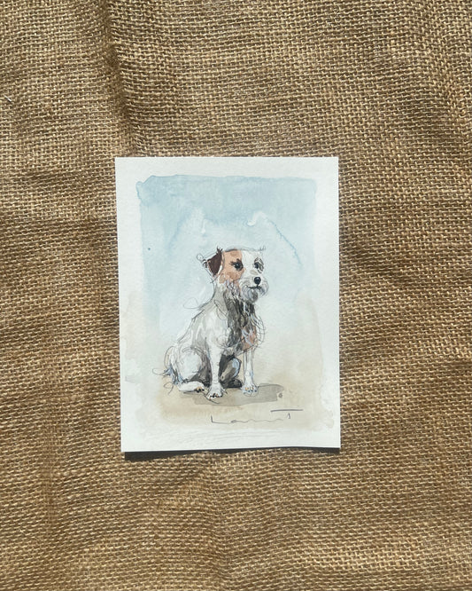 Jack Russel Terrier