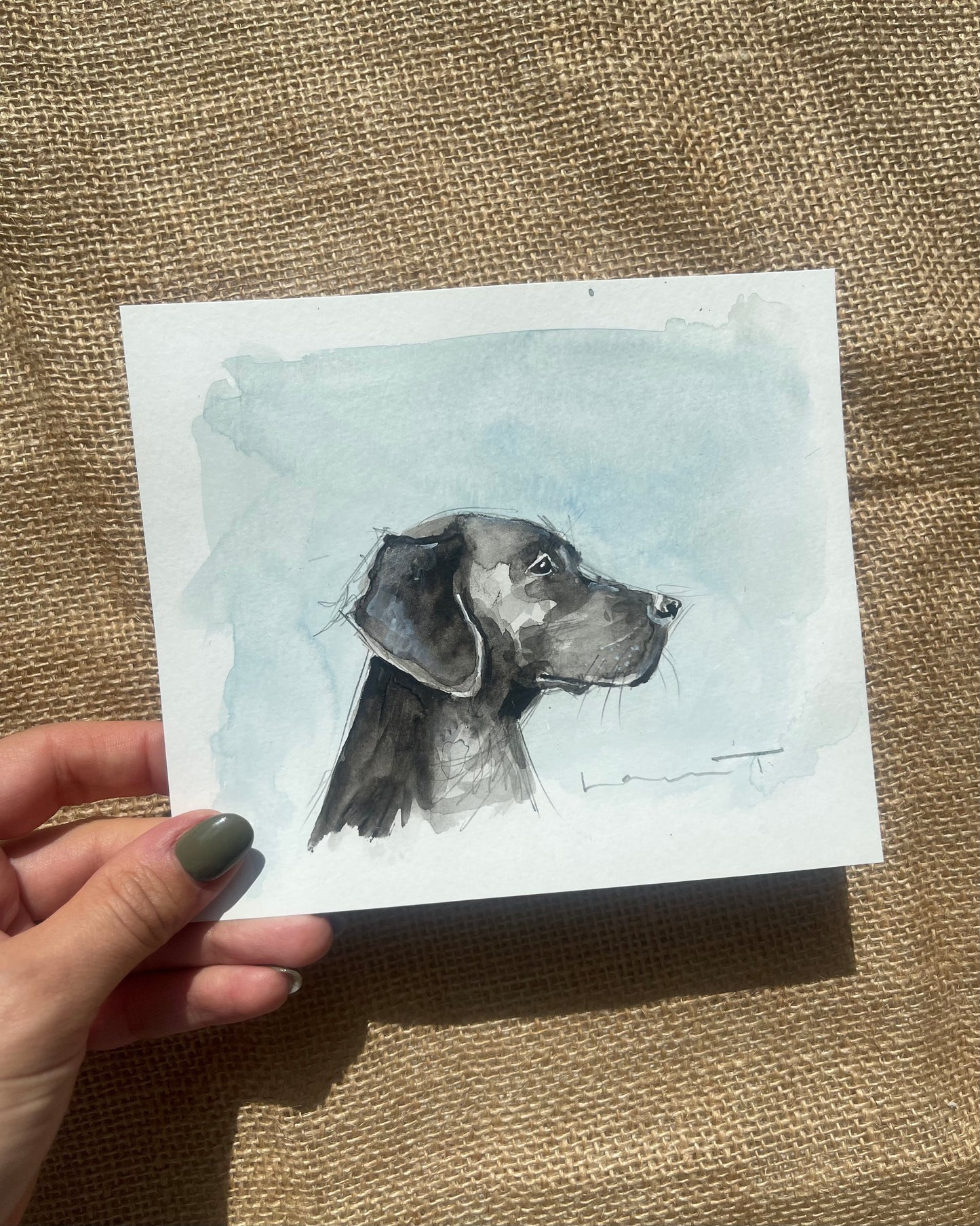 Black Labrador