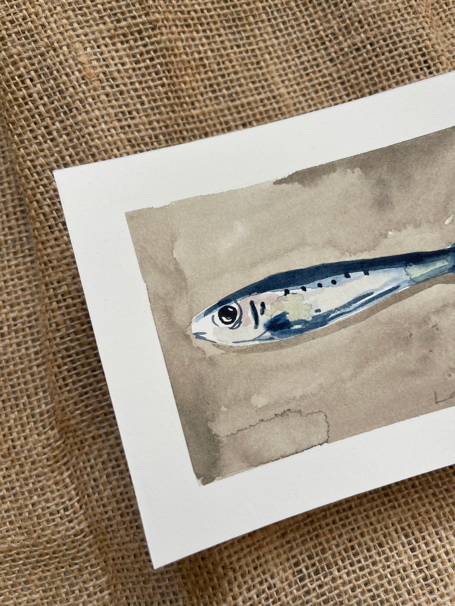 Sardine VI