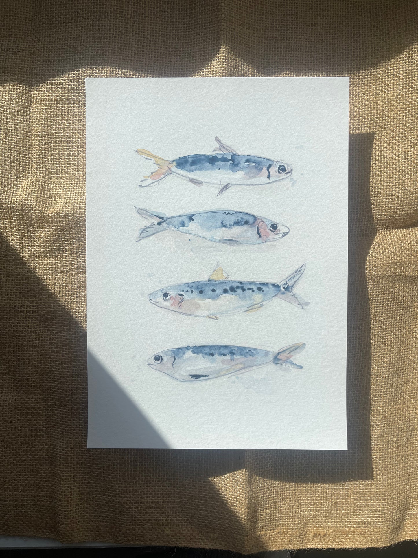 Shoal of Sardines